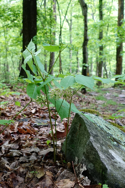 Aralia nudicaulis - plant