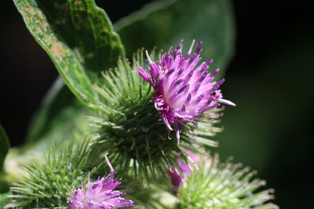 Arctium minus