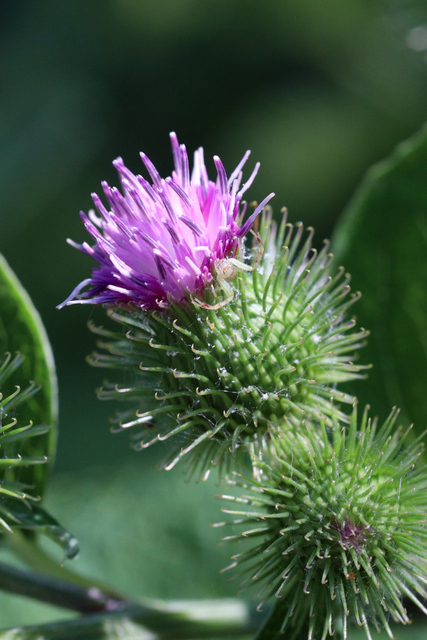 Arctium minus