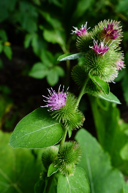 Arctium minus