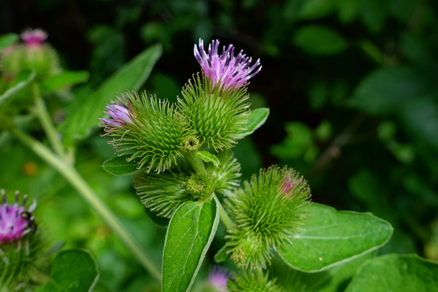 Arctium minus