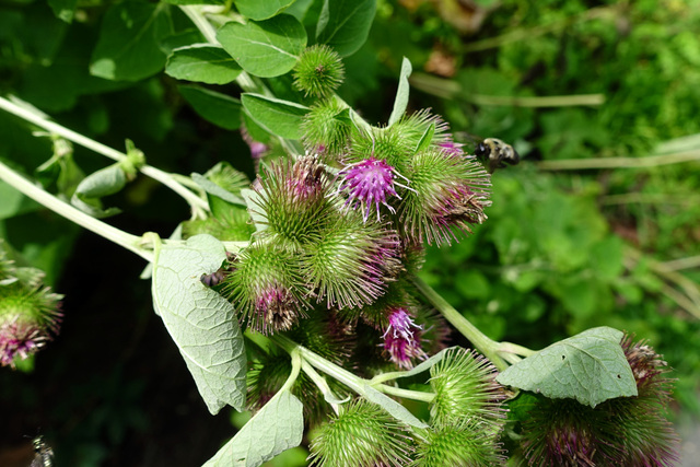 Arctium minus