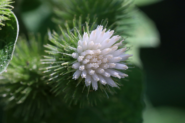 Arctium minus