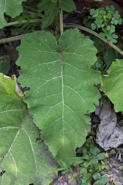 Arctium minus - leaves