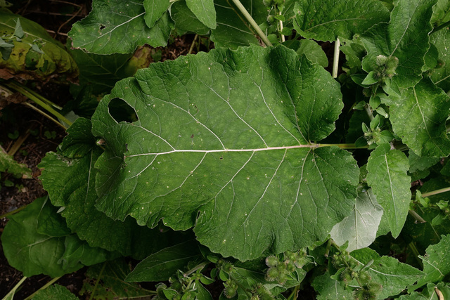 Arctium minus - leaves