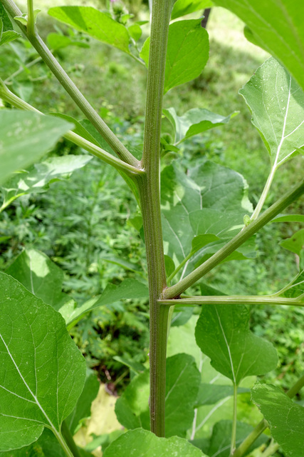 Arctium minus - stem