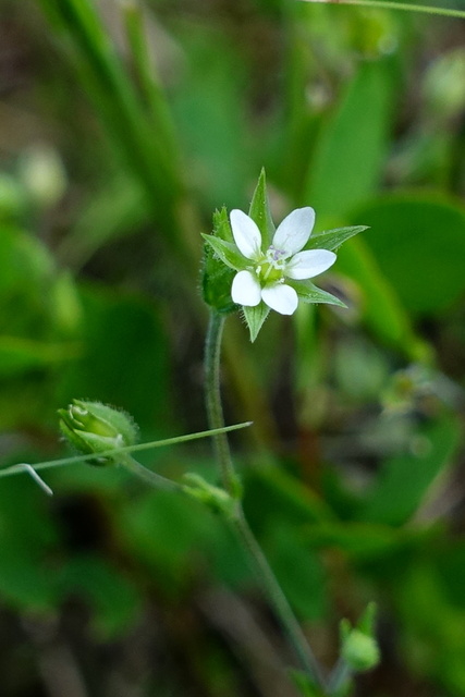 Arenaria serpyllifolia