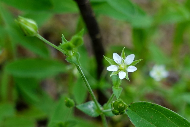 Arenaria serpyllifolia