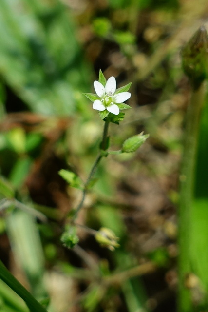 Arenaria serpyllifolia