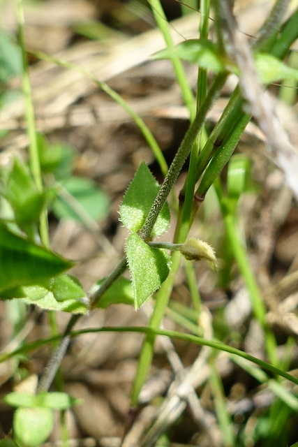 Arenaria serpyllifolia - leaves