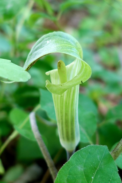 Arisaema triphyllum