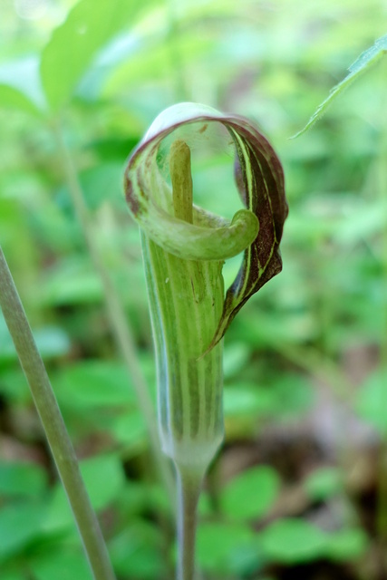 Arisaema triphyllum