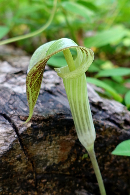 Arisaema triphyllum