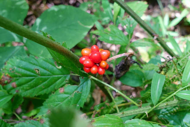 Arisaema triphyllum - fruit