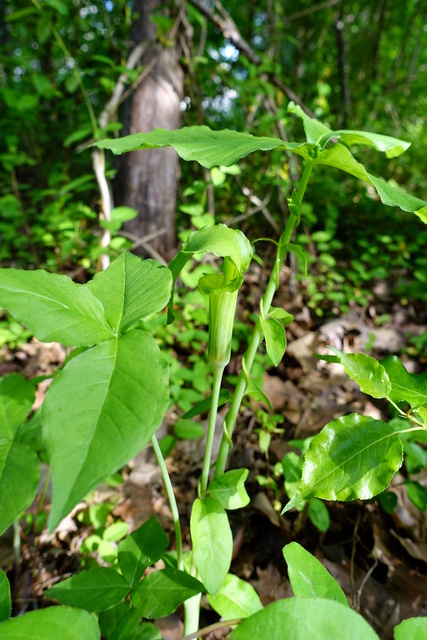 Arisaema triphyllum - plant