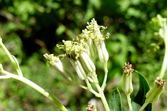 Arnoglossum atriplicifolium