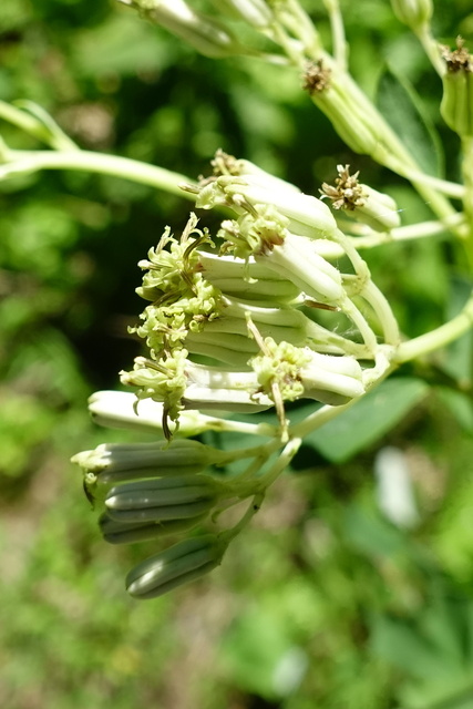 Arnoglossum atriplicifolium