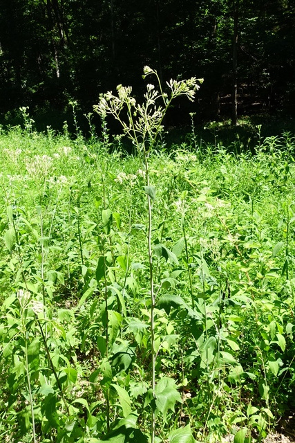 Arnoglossum atriplicifolium - plant