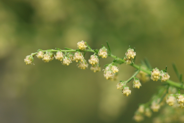 Artemisia annua