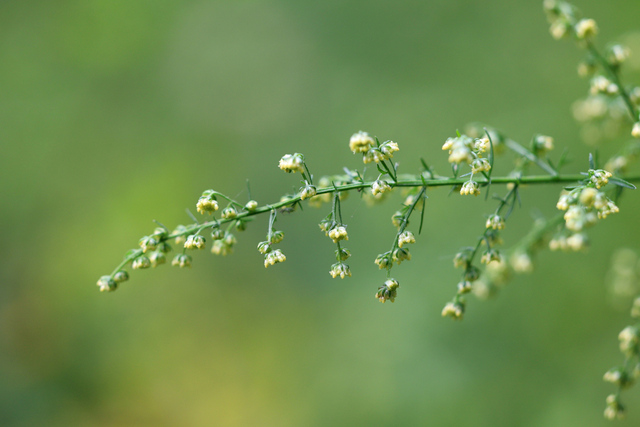 Artemisia annua