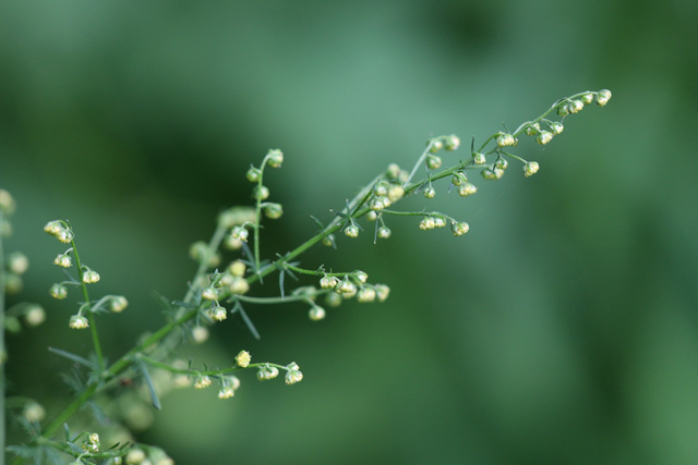 Artemisia annua