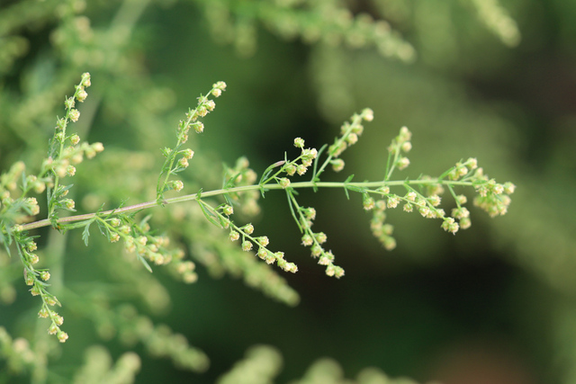 Artemisia annua