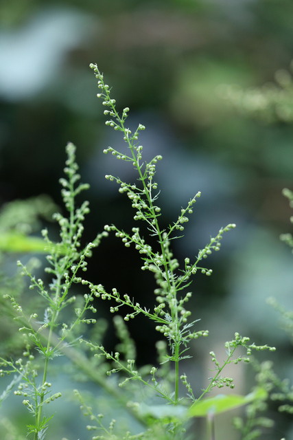 Artemisia annua