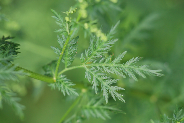 Artemisia annua - leaves