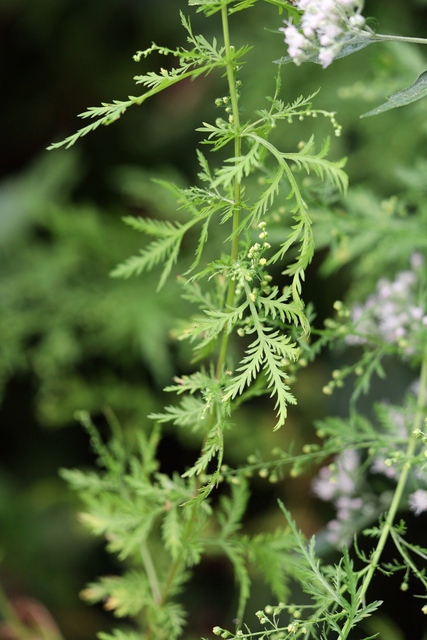 Artemisia annua - leaves