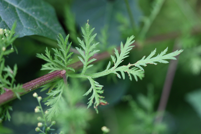 Artemisia annua - leaves