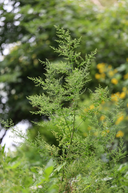 Artemisia annua - plant