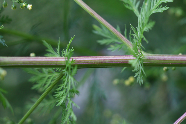 Artemisia annua - stem