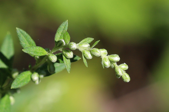 Artemisia vulgaris