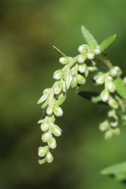 Artemisia vulgaris