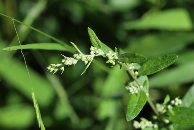 Artemisia vulgaris