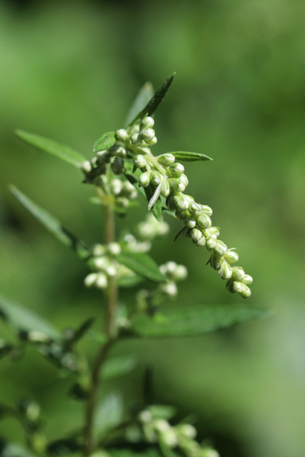 Artemisia vulgaris