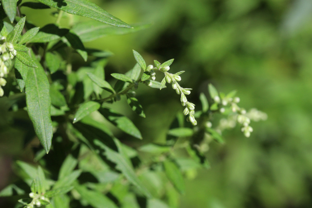 Artemisia vulgaris