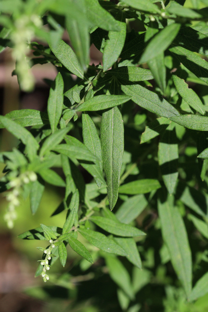 Artemisia vulgaris - leaves