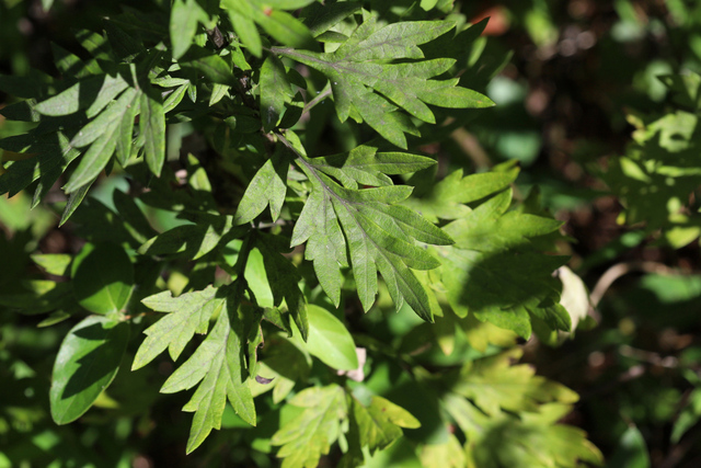 Artemisia vulgaris - leaves