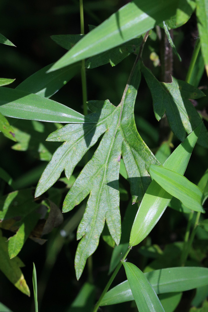 Artemisia vulgaris - leaves