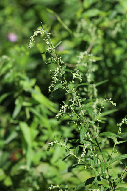 Artemisia vulgaris - plant