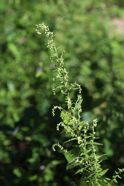 Artemisia vulgaris - plant