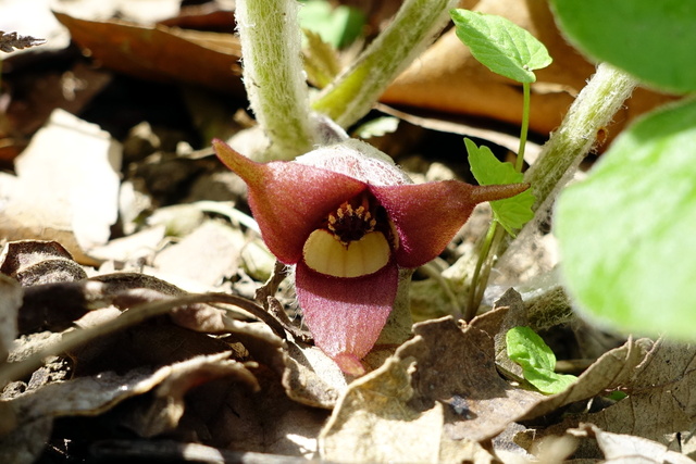 Asarum canadense