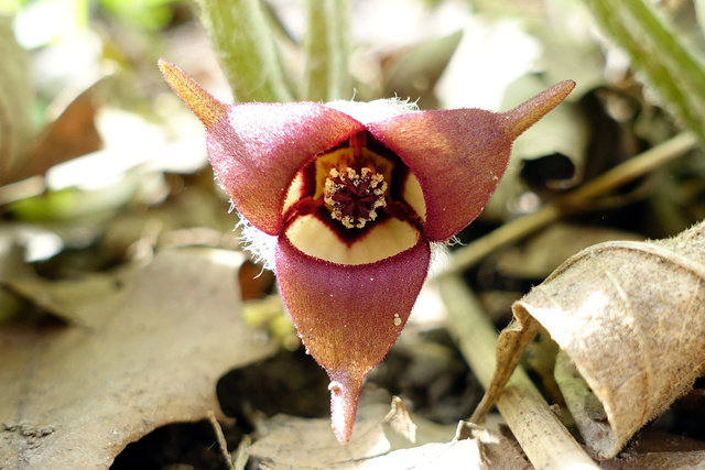 Asarum canadense