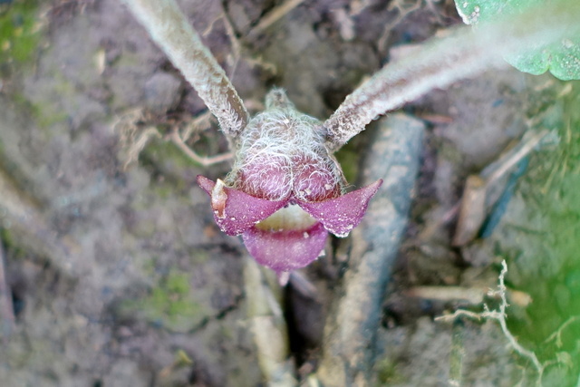 Asarum canadense