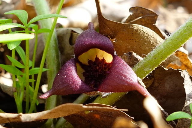 Asarum canadense