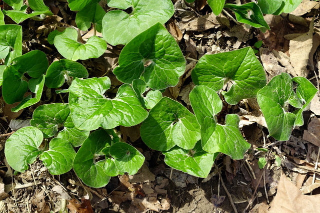 Asarum canadense - leaves