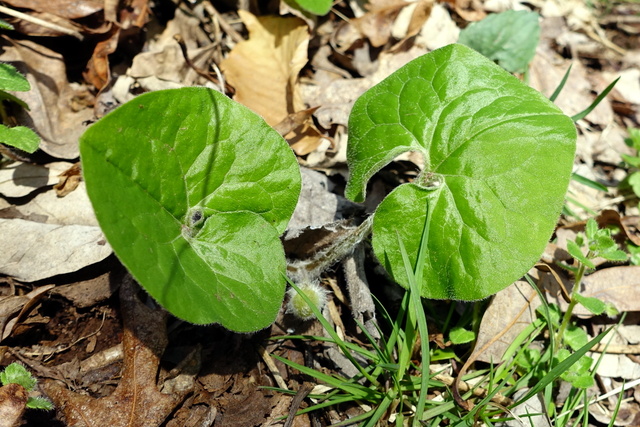 Asarum canadense - leaves