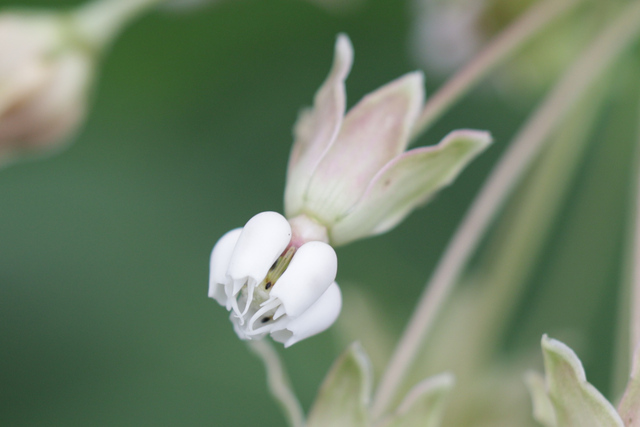 Asclepias exaltata