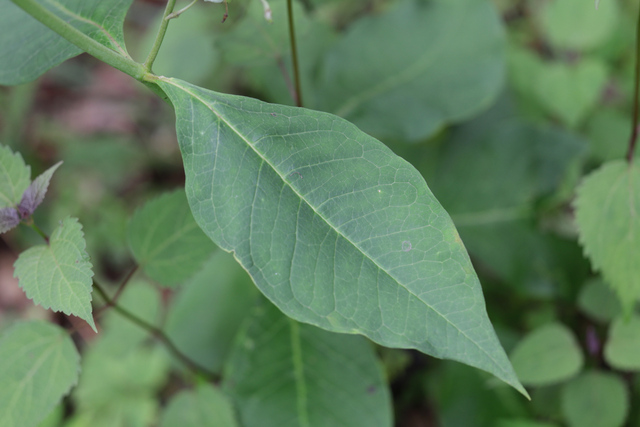 Asclepias exaltata - leaves